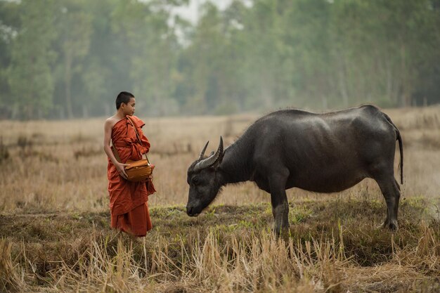 A novice walks and there are buffaloes in the meadow.