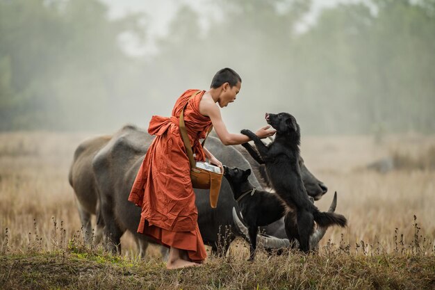 A novice walks with a buffalo and a dog in the meadow.