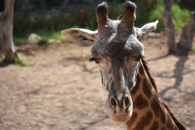 Бесплатное фото Нубийский жираф закрывает глаза