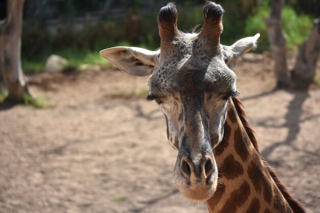 Nubian giraffe closing its eyes