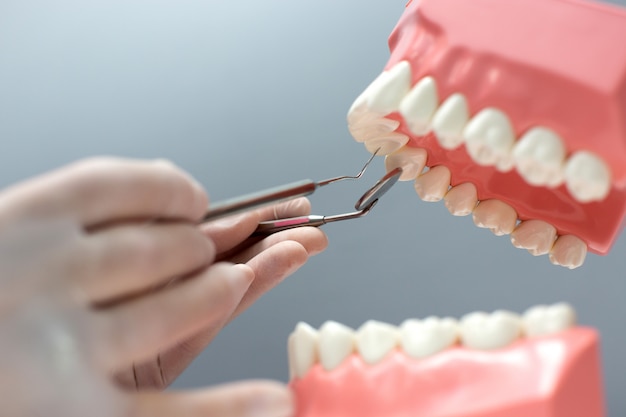 Бесплатное фото Медсестра практикует макет челюсти с зубами