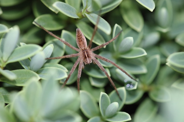 무료 사진 보육 웹 거미 (pisaura mirabilis, 암컷))