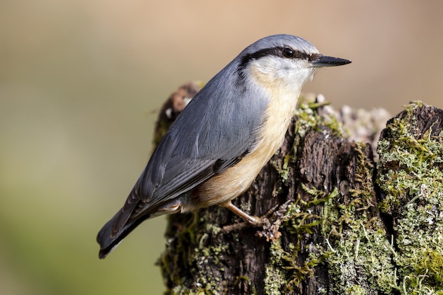 a Nuthatch bird standing on the wood in the forest