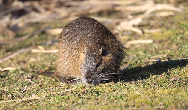 Nutria (myocastor coypus) in a ark