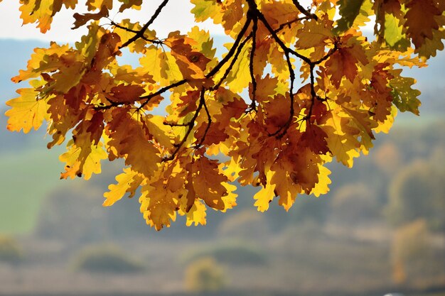 "Oak branch with yellow leaves"