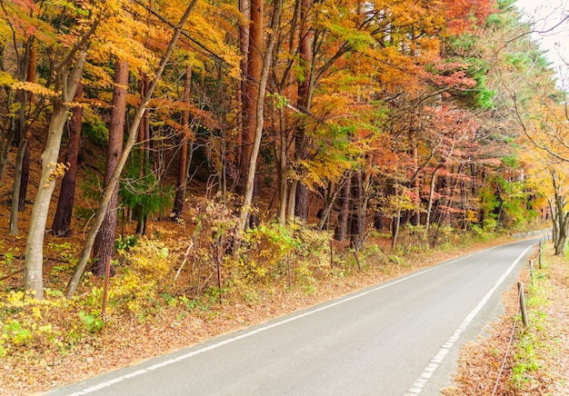 Foto gratuita querce verdi boschi d'autunno di sole