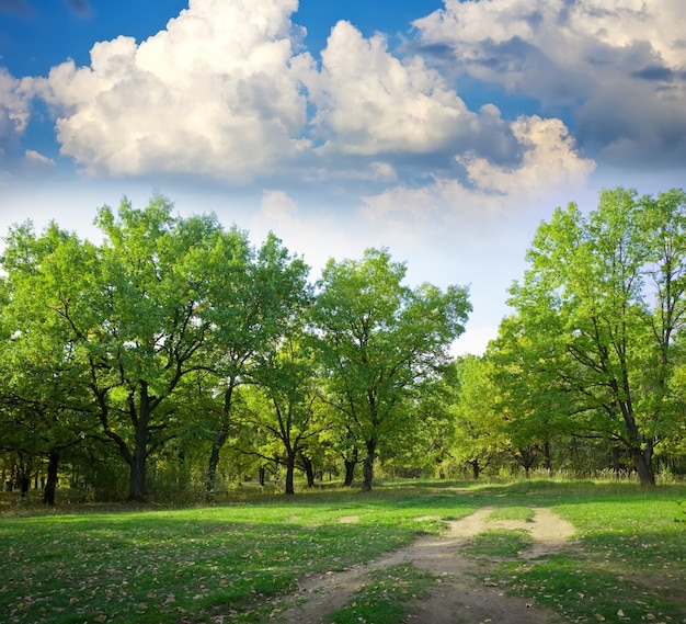 oak grove in summer