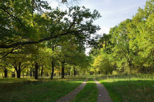 oak grove in summer