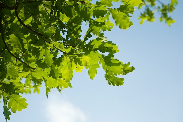 Free photo oak leaves, brightly backlit against  sky