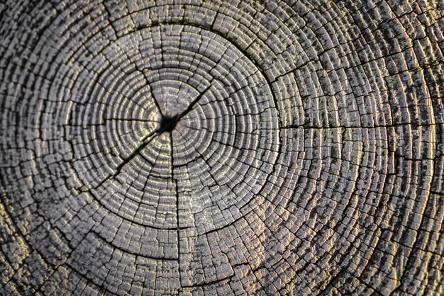 oak textured natural knot structure