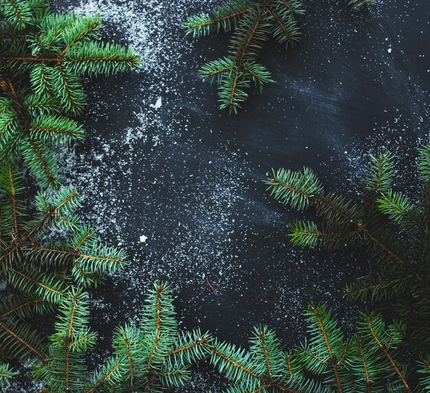 Oak tree branches on black background