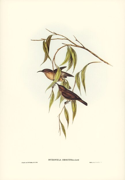 Obscure Honey-eater (Myzomela obscura) illustrated by Elizabeth Gould