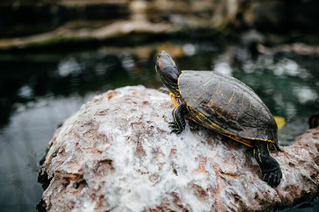 Ocean turtle