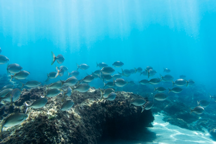 Free Photo ocean view under the water