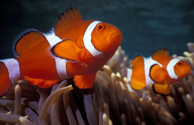 Ocellaris clownfishes among coral reefs