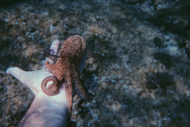 Бесплатное фото Осьминог на ладони человека под водой