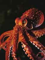 Free photo octopus seen in its underwater natural habitat