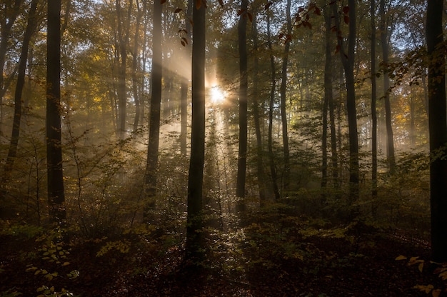 Premium Photo  Foggy night jungle forest dark trees in white mist 3d  illustration