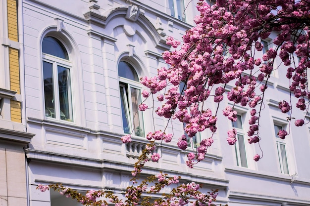 무료 사진 역사적인 건물을 배경으로 만개한 분홍색 벚꽃