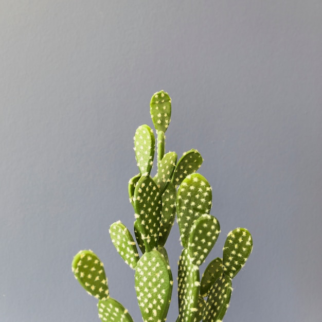 Free photo office cactus