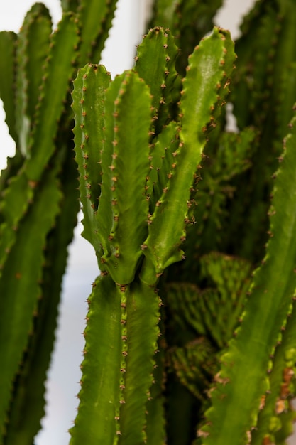 Free photo office cactus