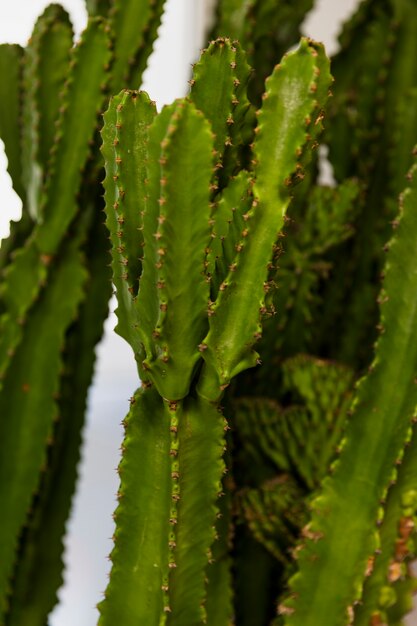 Office cactus