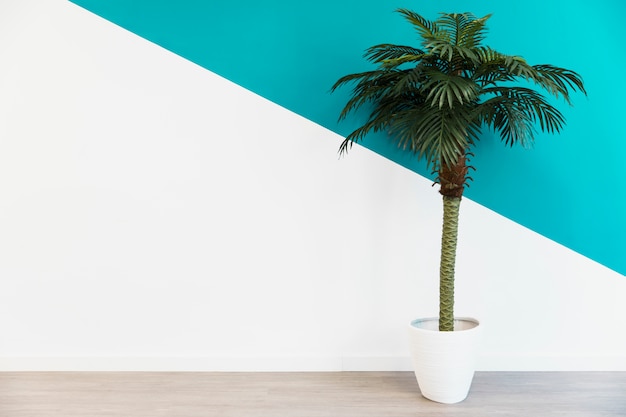 Office palm in front of wall