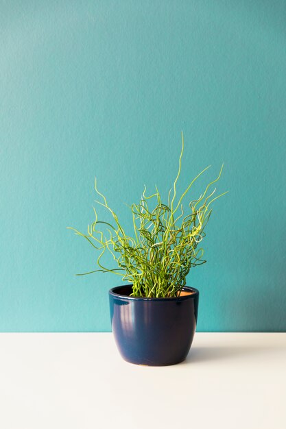 Office plant in flowerpot