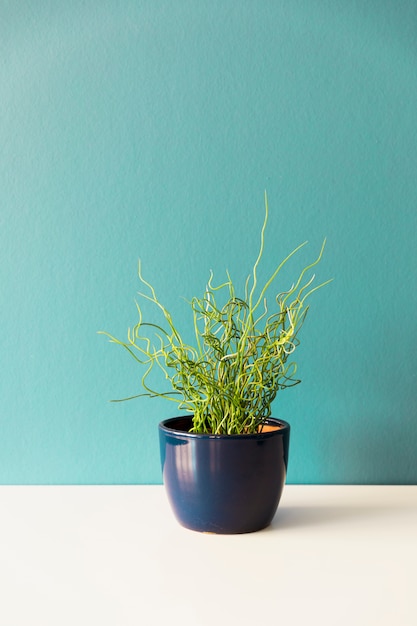 Office plant in flowerpot