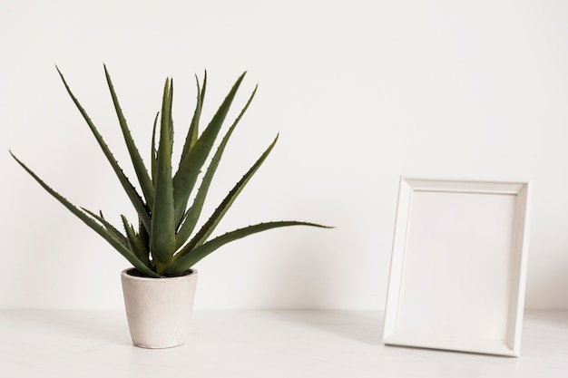 Free photo office plant next to frame