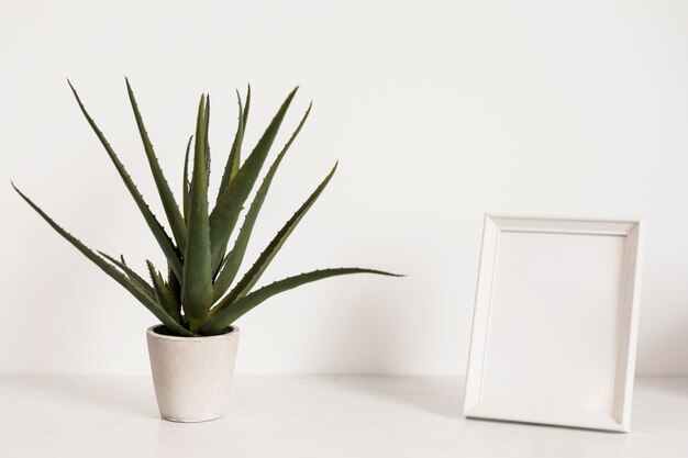 Office plant next to frame