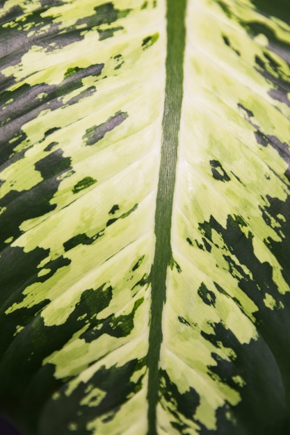 Office plant leaf close up