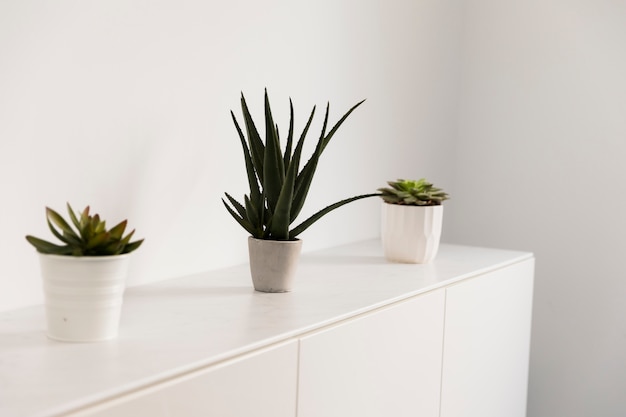 Free photo office plants on cupboard