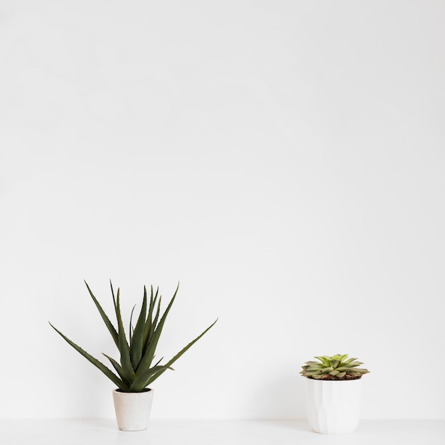 Office plants in flowerpot