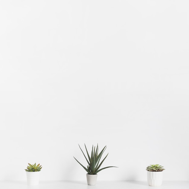 Office plants in flowerpots