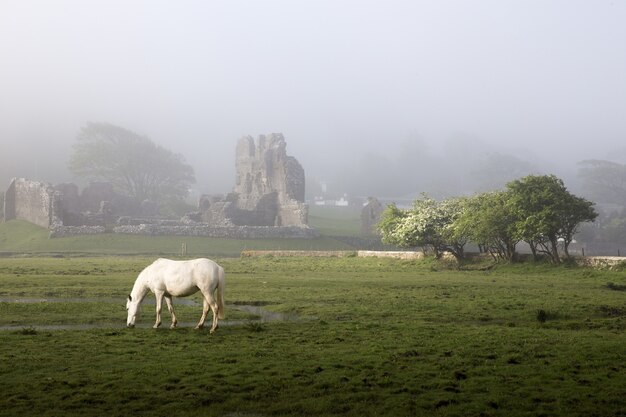 オグモア城霧の朝