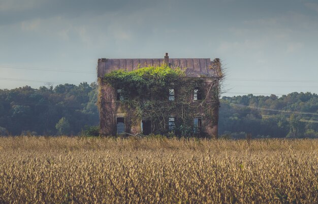 Old abandoned building overgrown by long vines in the middle of a field