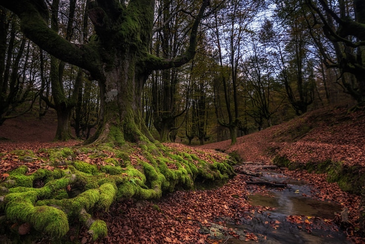 Free Photo old beech forest in spain