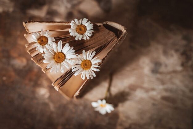 白いフィールドのヒナギクの花と古い本。