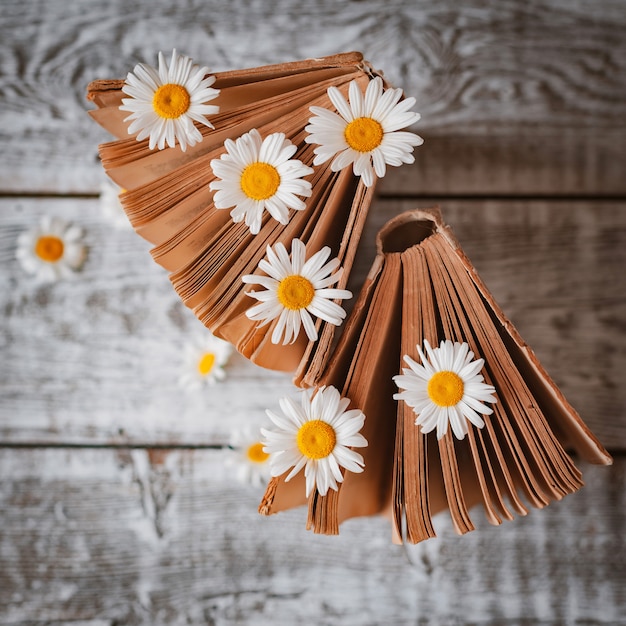 Vecchi libri con i fiori delle margherite di campo bianche.