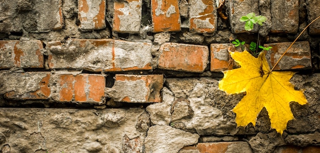 노란가 잎을 가진 오래 된 벽돌
