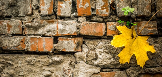 노란가 잎을 가진 오래 된 벽돌