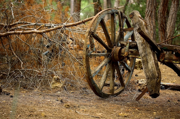 Old carriage in the forest