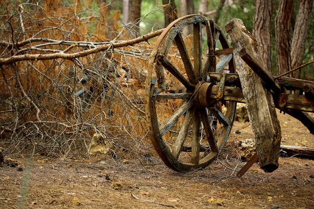 Old carriage in the forest