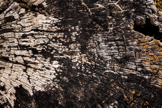 Free photo old cracked bark wooden stump timber texture