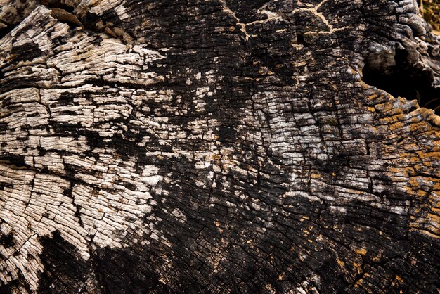 Текстура древесной пеньки из древесной трещины