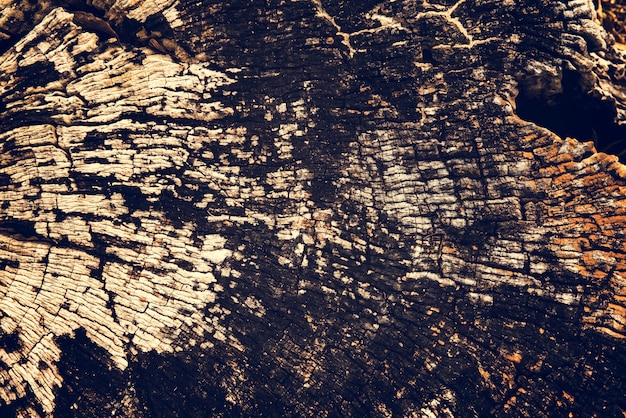 Free photo old cracked wood stump timber texture