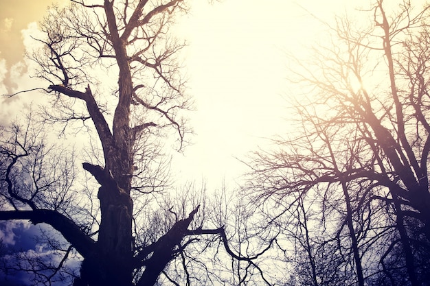 Old dead trees over sky.