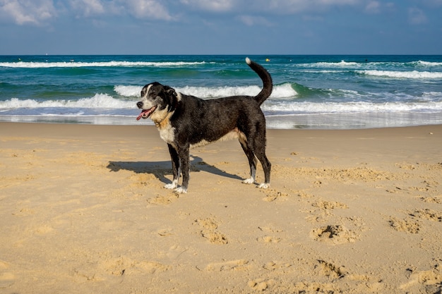 Old dog standing on the beach sand with a beautiful ocean and a cloudy blue sky in the background