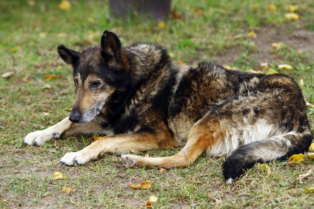 Foto gratuita vecchio cane